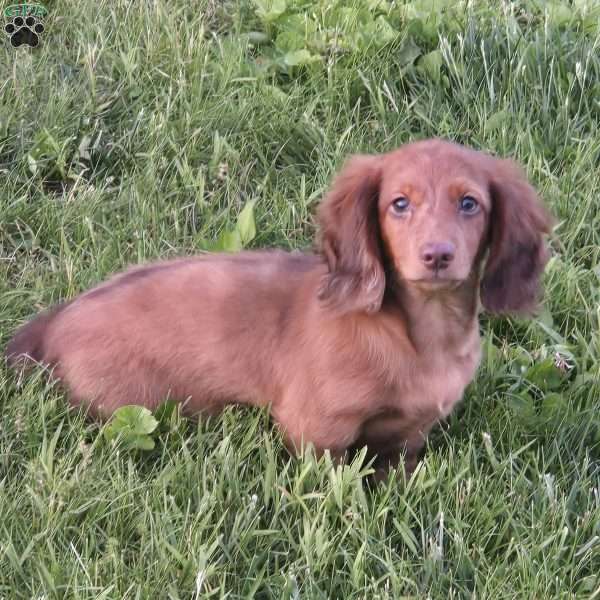 Mr. Cooper, Dachshund Puppy
